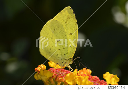 Butterfly that sucks nectar of flowers Butterfly that sucks nectar of flowers 85360434