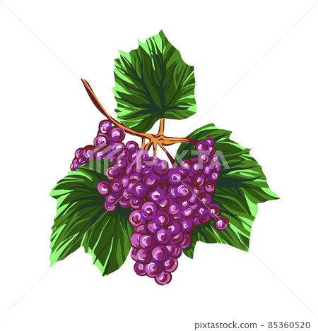 Grapes sketch. hand drawn vector illustration. 85360520