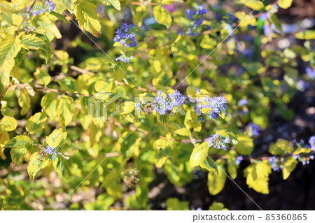 Caliopteris flower summer sorbet Caliopteris flower summer sorbet 85360865