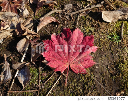Fallen leaves and the ground 03 85361077