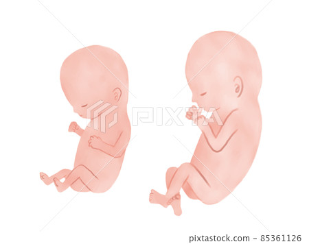 Fetal growth process in the latter half of the 4th month of pregnancy (watercolor illustration) Fetal growth process in the latter half of the 4th month of pregnancy (watercolor illustration) 85361126