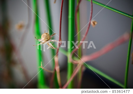 Morning glory seeds Morning glory seeds 85361477