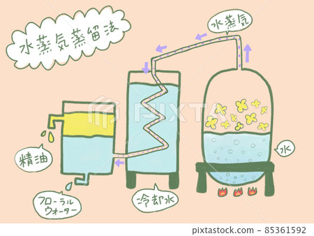 Refine aroma oil by steam distillation method (background / explanation) 85361592