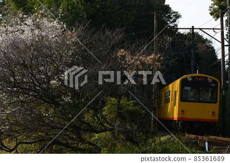 Narrow gauge train running on the Sakura-blooming Sangi Railway and Hokusei Line 85361689