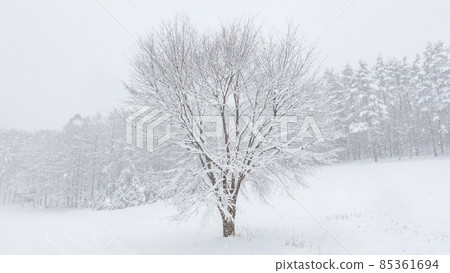 The winter 85361694