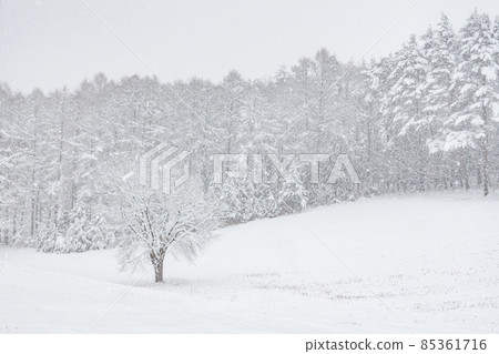 冬天 85361716
