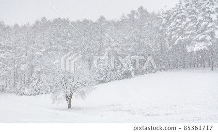冬天 85361717