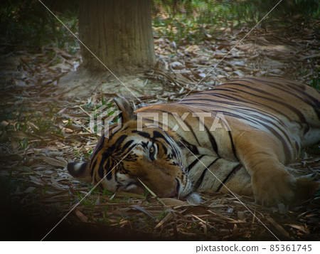 A tiger resting in a bush in the forest 85361745