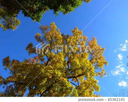 Konugi's autumn leaves Konugi's autumn leaves 85362191