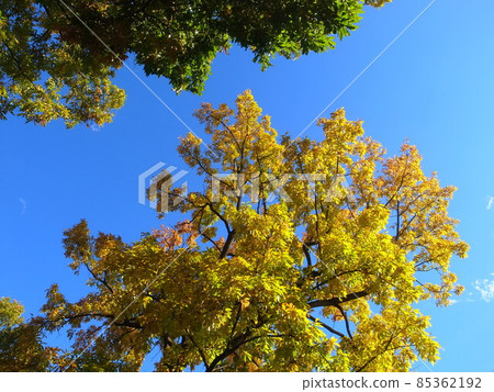 Konugi's autumn leaves 85362192