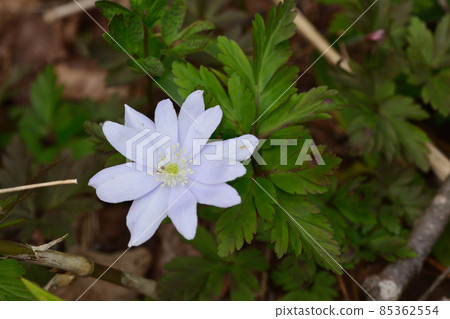 Chrysanthemums Chrysanthemums 85362554