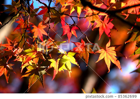 山形市紅葉公園賞紅葉的最佳時間是11月中旬。 山形市紅葉公園賞紅葉的最佳時間是11月中旬。 85362699
