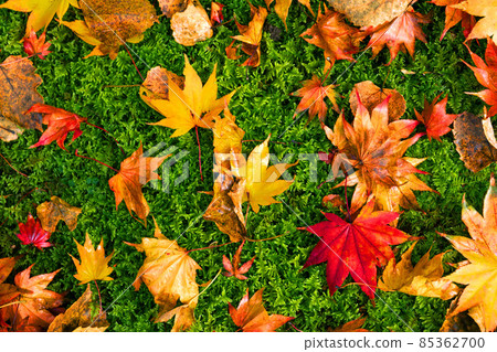 Fallen leaves of Entsuin in Matsushima, Miyagi Prefecture. The contrast between green and yellow-red is beautiful. It is very popular as a day trip date spot. Fallen leaves of Entsuin in Matsushima, Miyagi Prefecture. The contrast between green and yellow-red is beautiful. It is very popular as a day trip date spot. 85362700