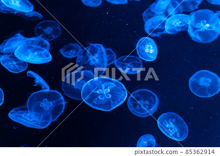 Fluffy jellyfish 85362914