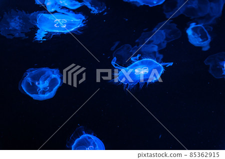 Fluffy jellyfish 85362915