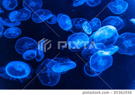 Fluffy jellyfish 85362936