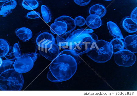 Fluffy jellyfish 85362937