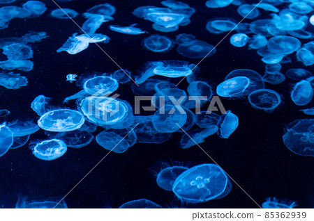 Fluffy jellyfish Fluffy jellyfish 85362939