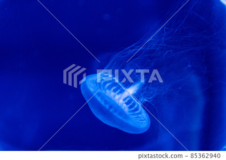 Fluffy jellyfish 85362940
