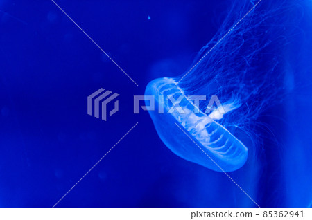 蓬鬆的水母 蓬鬆的水母 85362941