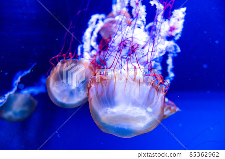 蓬鬆的水母 蓬鬆的水母 85362962