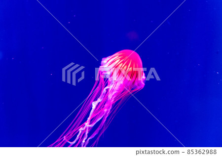Fluffy jellyfish 85362988