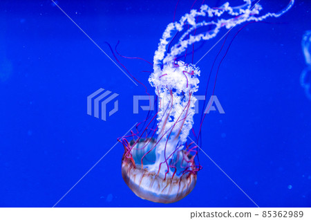 Fluffy jellyfish 85362989