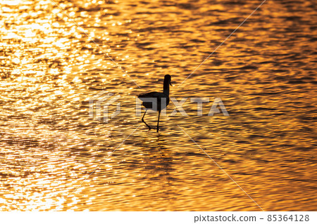 Water bird pied avocet, Recurvirostra avosetta, standing in the water in orange sunset light. The pied avocet is a large black and white wader with long, upturned beak 85364128