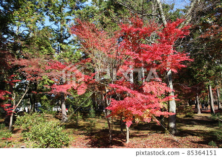 京都Nanzenji秋葉 85364151