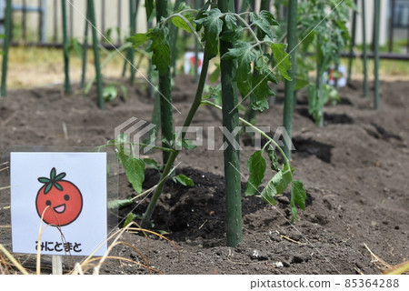 Mini tomato seedlings 85364288