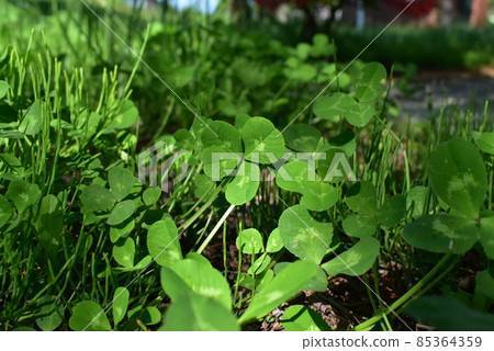 four Leaf Clover  85364359