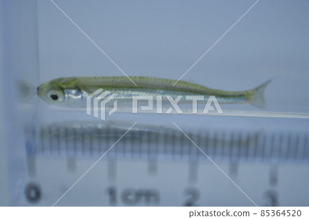 Anchovy Anchovy 85364520