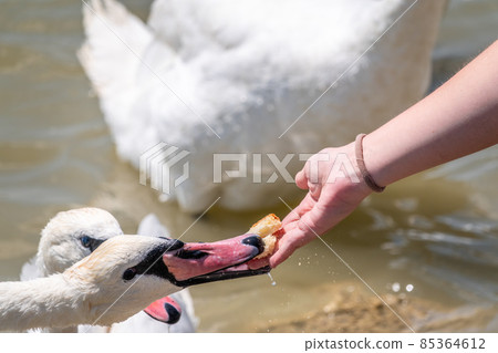Girl feeding a mute swan in a lake from hand. Girl feeding a mute swan in a lake from hand. 85364612