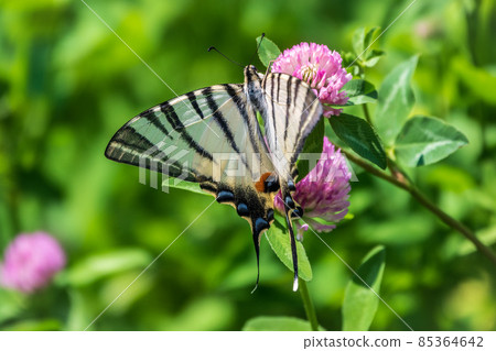 Beautiful Butterfly Scarce Swallowtail, Sail Swallowtail, Pear-tree Swallowtail, Podalirius. Latin name Iphiclides podaliriu. Butterfly collects nectar on flower. 85364642