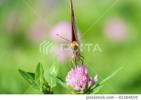 The dark green fritillary butterfly collects nectar on flower. Speyeria aglaja is a species of butterfly in the family Nymphalidae. 85364650