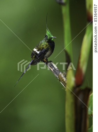 An angelic hummingbird with a beautiful emerald green crown and long tail feathers in the jungle of Ecuador, South America. 85364957