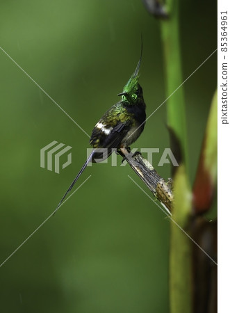An angelic hummingbird with a beautiful emerald green crown and long tail feathers in the jungle of Ecuador, South America. 85364961