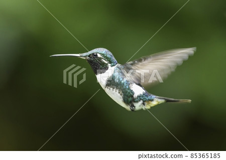 Ruby 和一隻美麗的綠色小蜂鳥，生活在南美洲厄瓜多爾的安第斯森林中 85365185