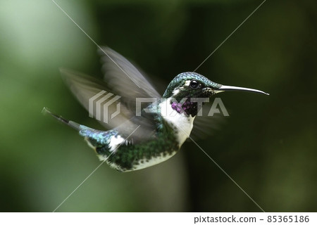 Ruby and a beautiful little green hummingbird living in the Andean forests of Ecuador, South America 85365186