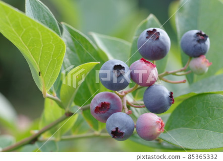 blueberry blueberry 85365332