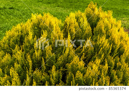 Thuja evergreen conifer. 85365374