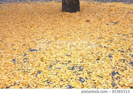 Gingko's fallen leaves Gingko's fallen leaves 85365513