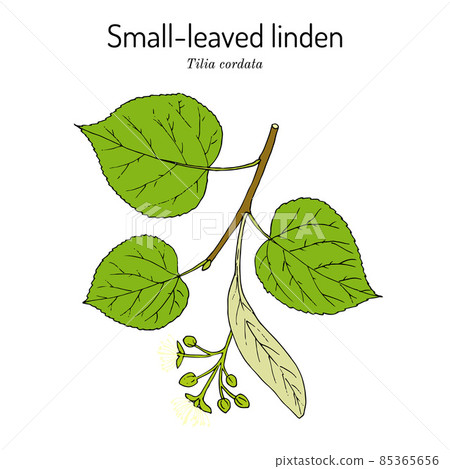 Tilia cordata or small-leaved linden, medicinal plant 85365656