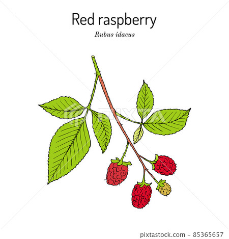 Red Raspberry or Rubus idaeus, edible and medicinal plant 85365657