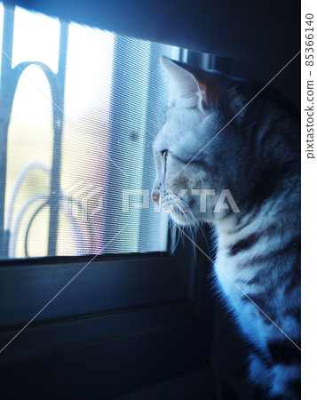 side view head of a cute AMERICAN SHORT HAIR grey with black stripes young cat home pet closeup selective focus at bed room window looking outside for lonesome mood backdrop background side view head of a cute AMERICAN SHORT HAIR grey with black stripes young cat home pet closeup selective focus at bed room window looking outside for lonesome mood backdrop background 85366140