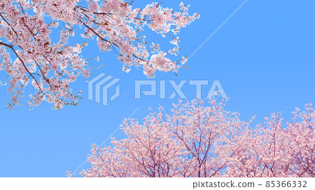Sakura in full bloom 16: 9 85366332