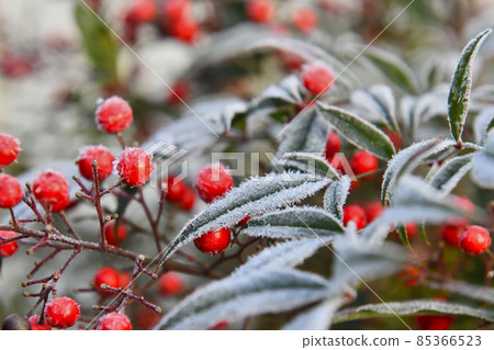 Frosted nandina fruit Frosted nandina fruit 85366523