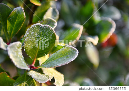 花園樹木的霜 85366555