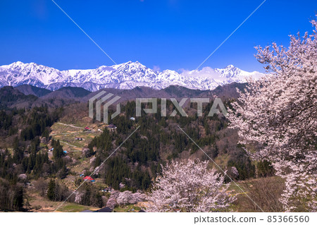 [Nagano Prefecture] Spring in Yamamura Shinshu Ogawa Village 85366560