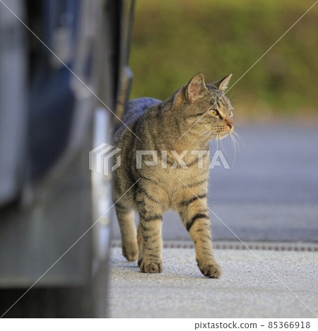 Stray cat Stray cat 85366918